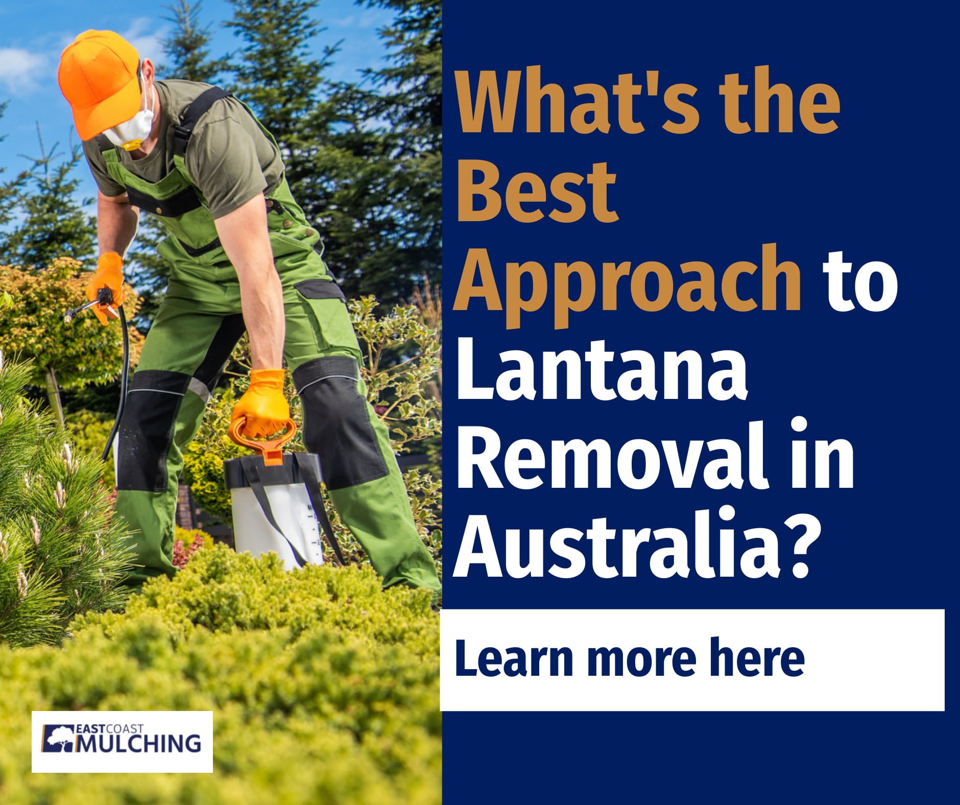 Best Approach to Lantana Removal in Australia