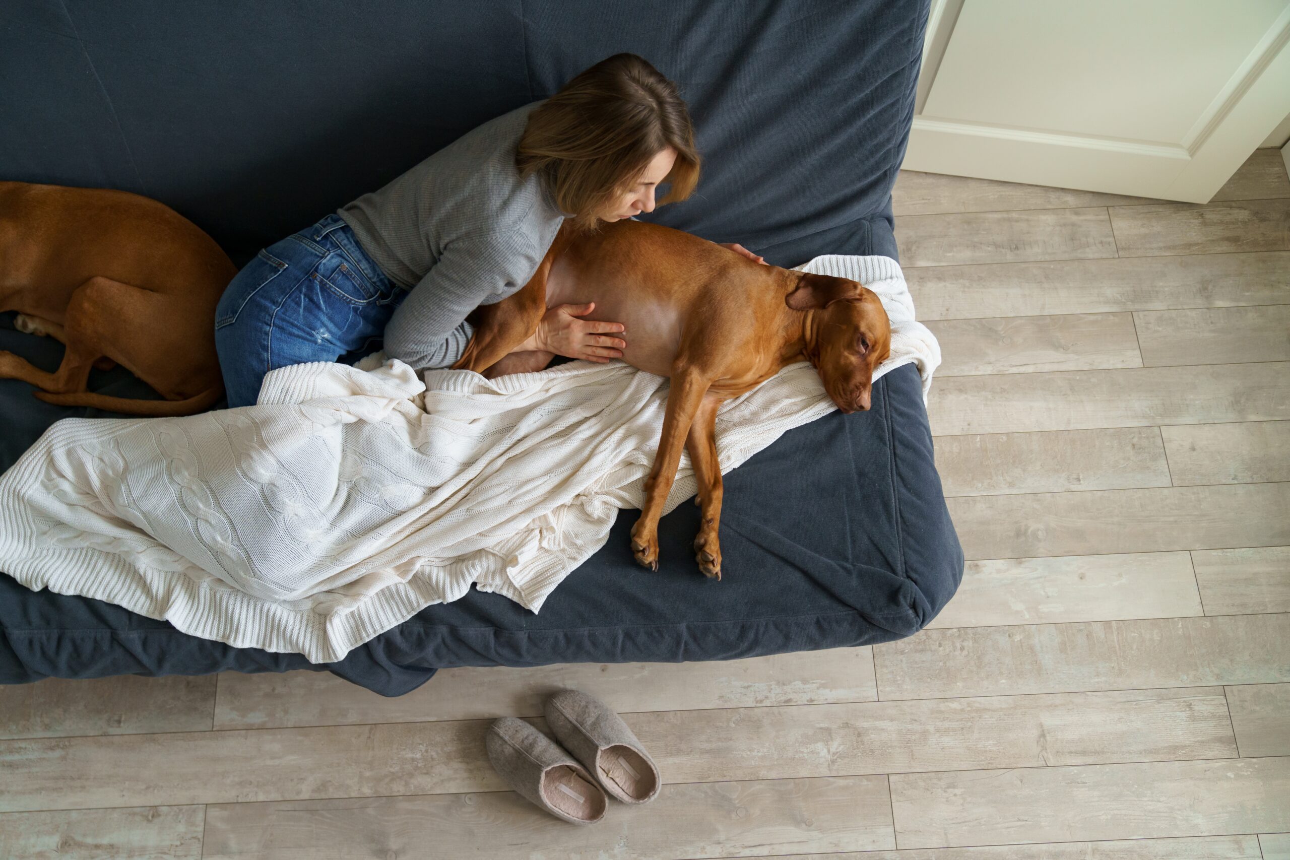 woman touch dog belly that was poisoned by accidentally eating lantana