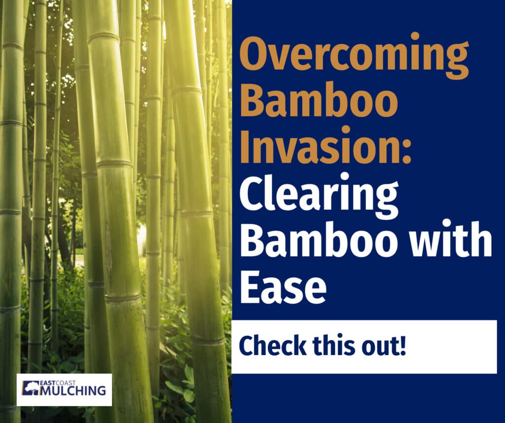 bamboo removal with ease