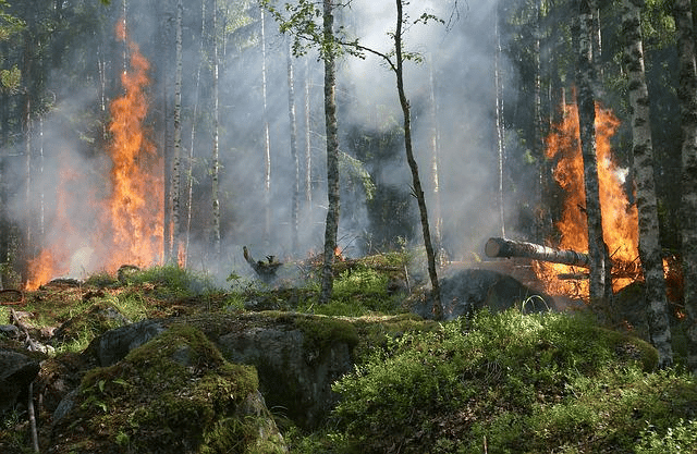 land clearing brisbane mitigation stop fires