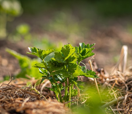sustainable_regrowth_of_plants