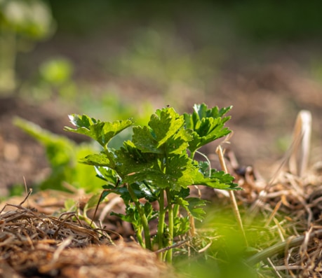 sustainable_regrowth_of_plants