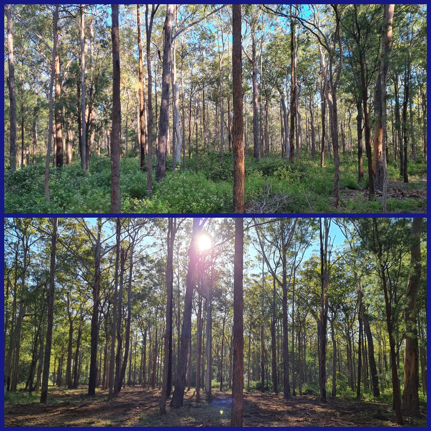 Transformation of lantana and dead trees removed on Suoth Burnett region property