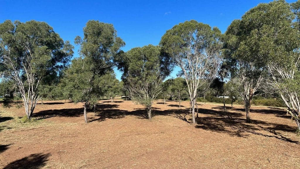 East Coast Mulching Land Clearing Specialists South East QLD