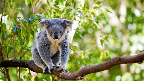 koala-habitat-protection