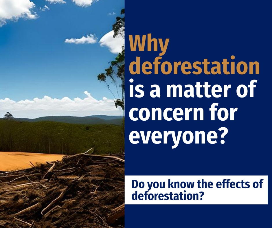 Why deforestation is a matter of concern for everyone?