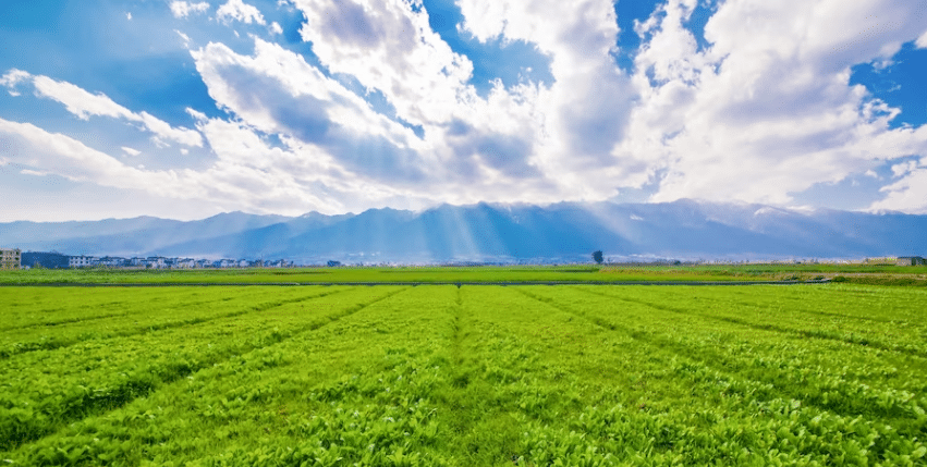 great picture of an agricultural land