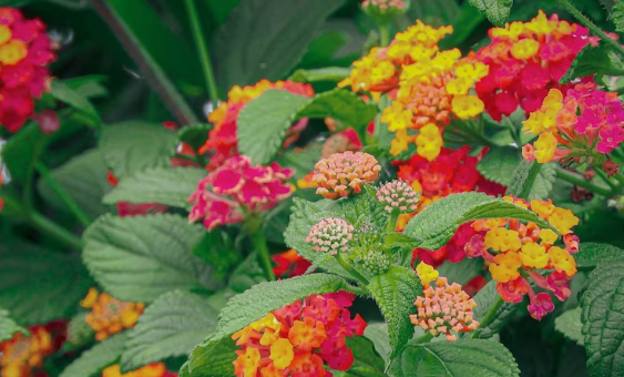 lantana plants