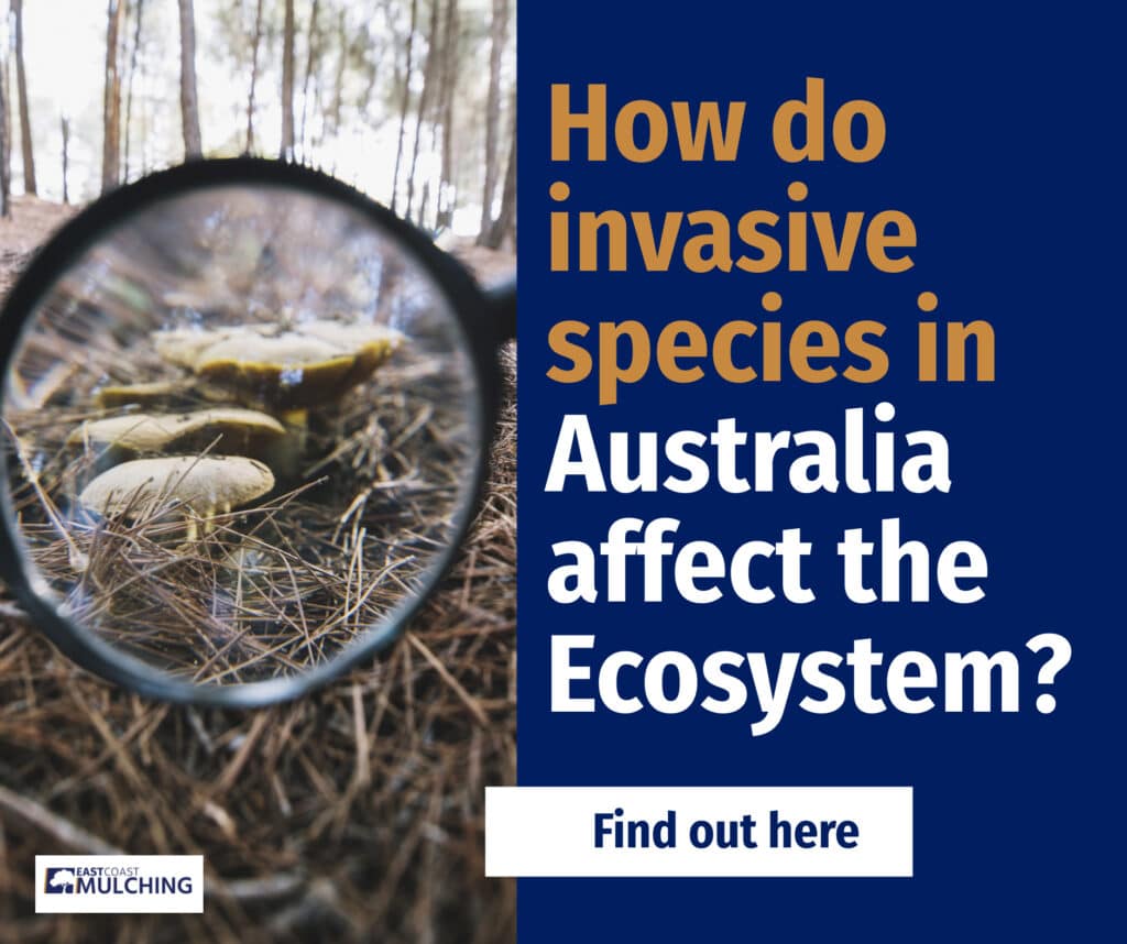 How do invasive species in Australia affect the Ecosystem?