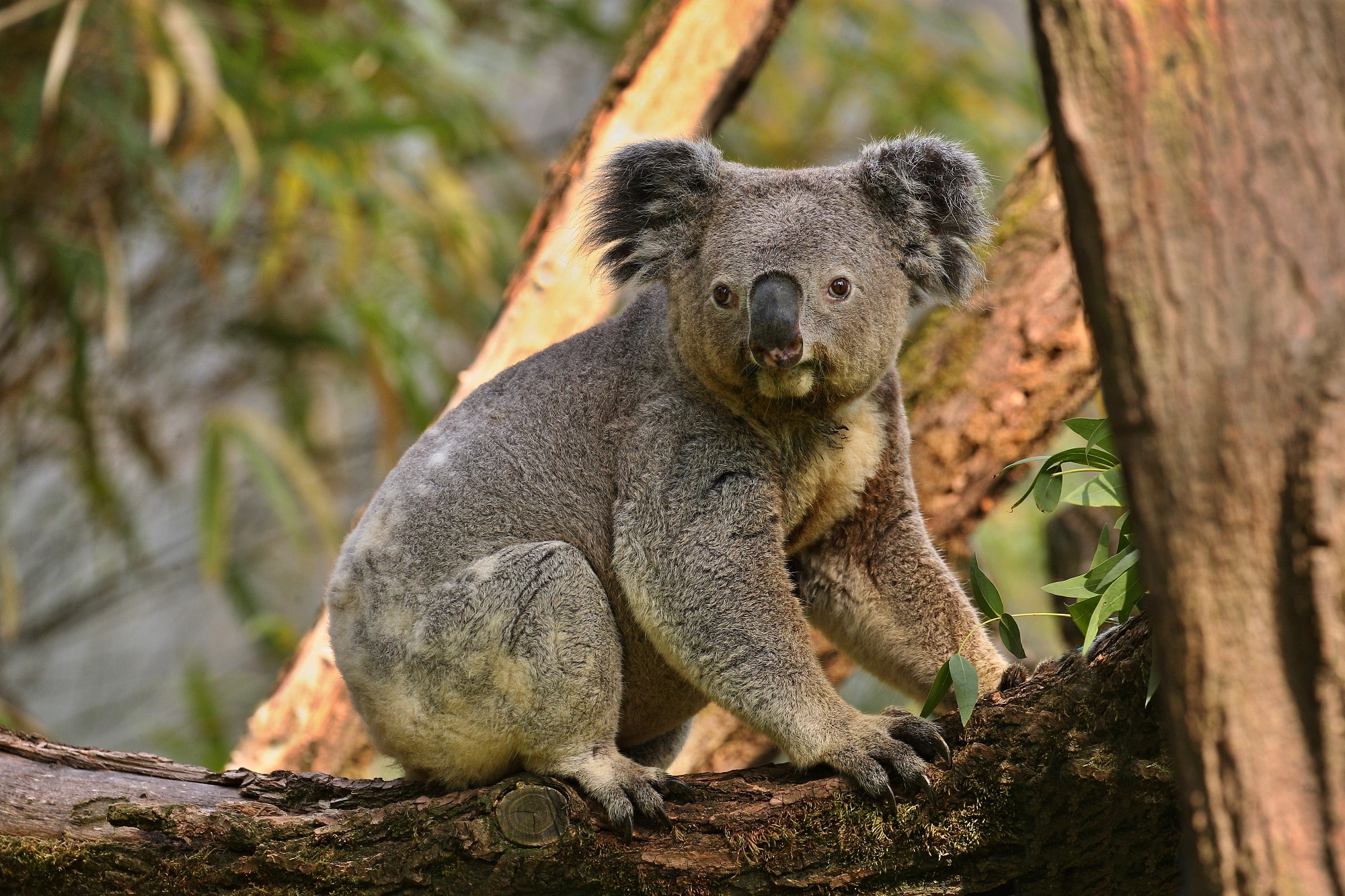 koala-bear-tree (1)