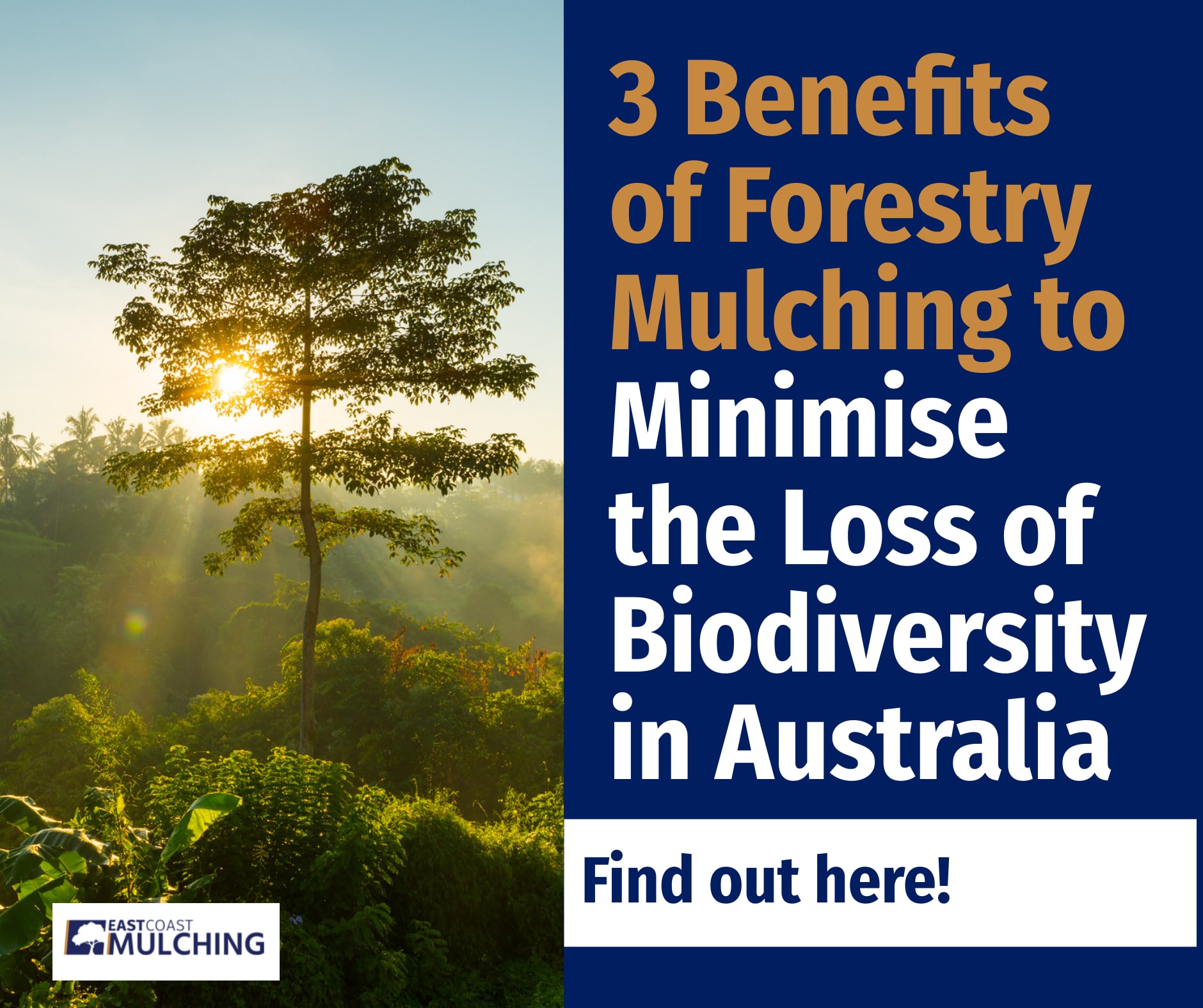3 Benefits of Forestry Mulching to Minimise the Loss of Biodiversity in Australia