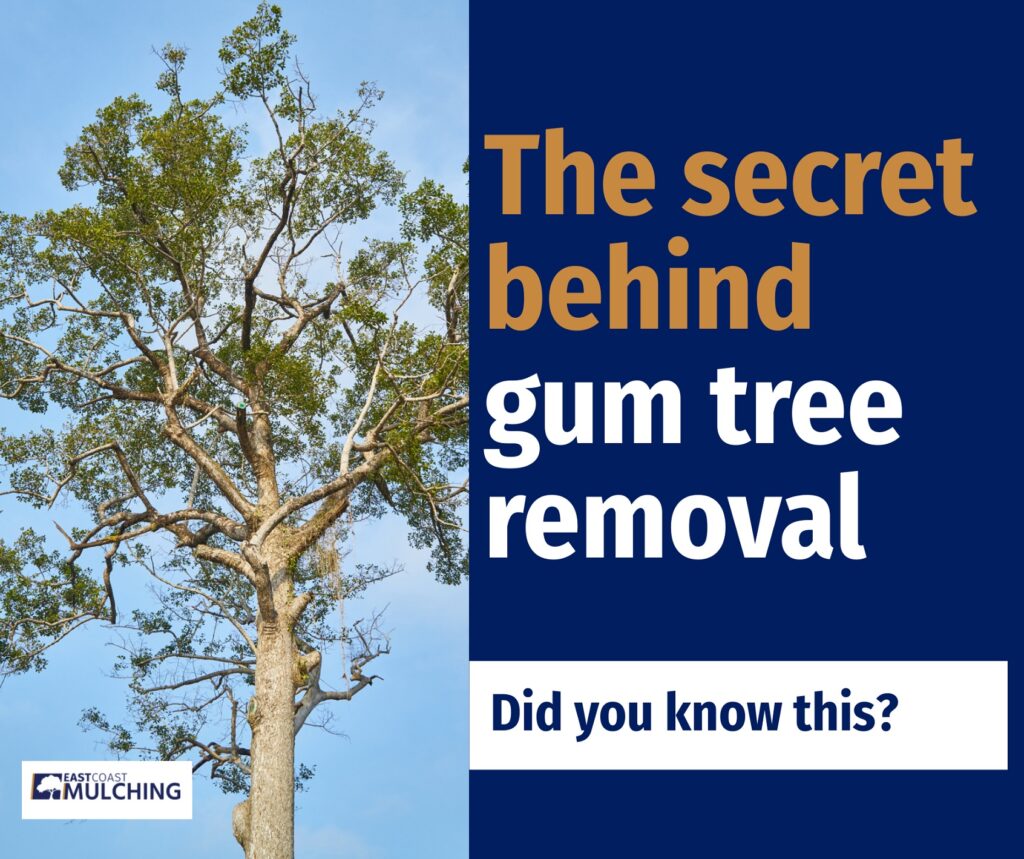 The secret behind gum tree removal
