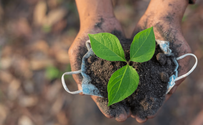 Reforestation