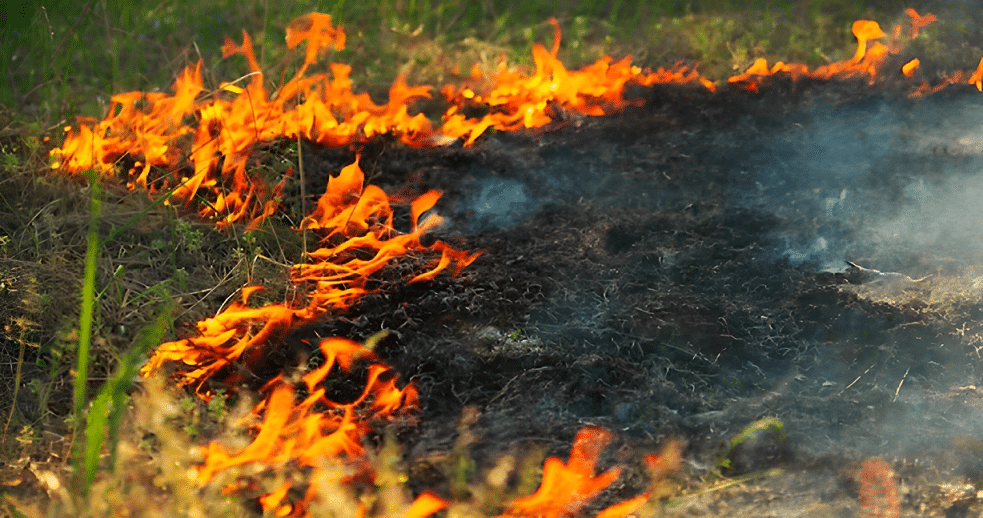forest fire breaks (1)