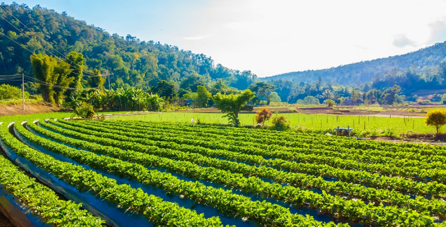 agricultural cultivation