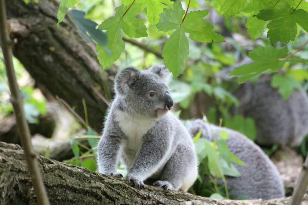 koala habitat