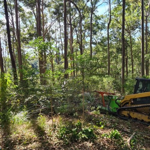 weed maintenance on a sunshine coast resize