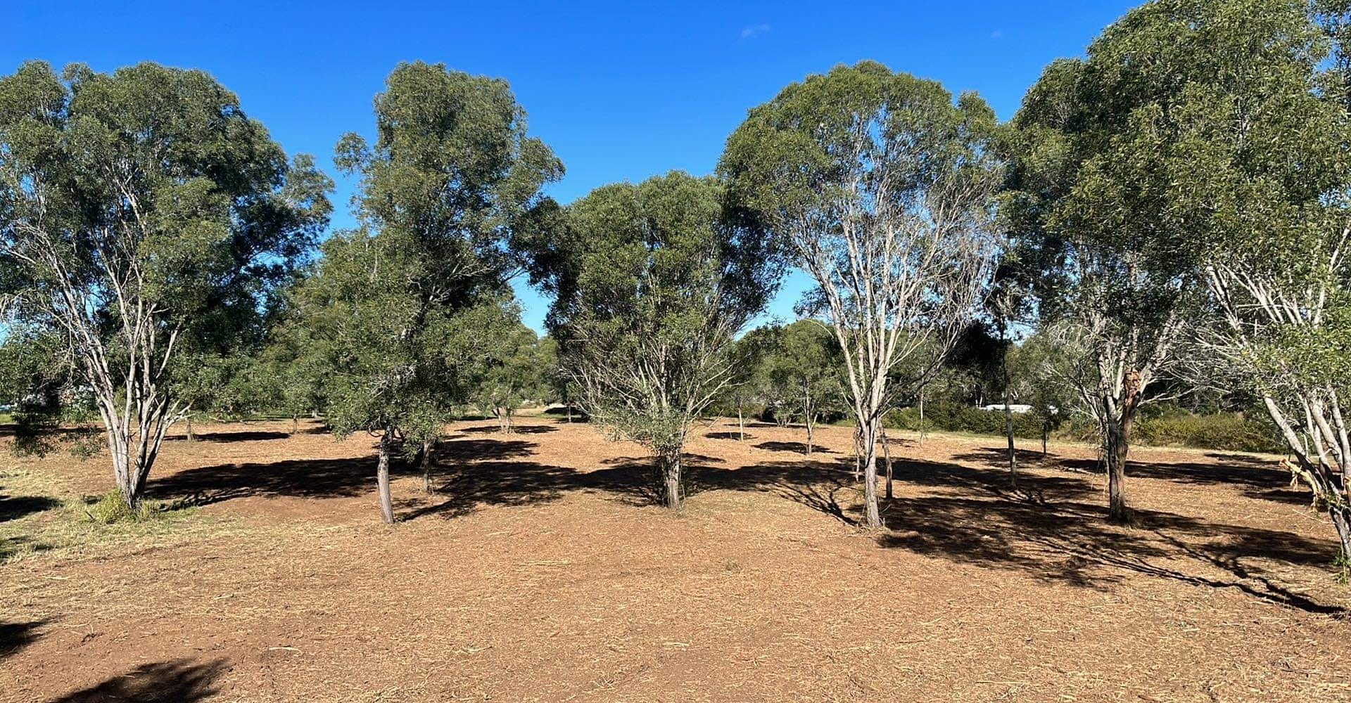 Value driven land clearing